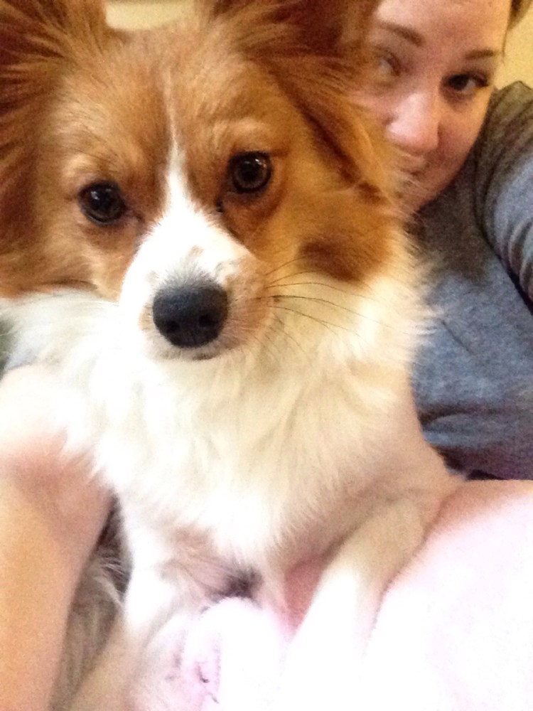 Бордер Папильон метис