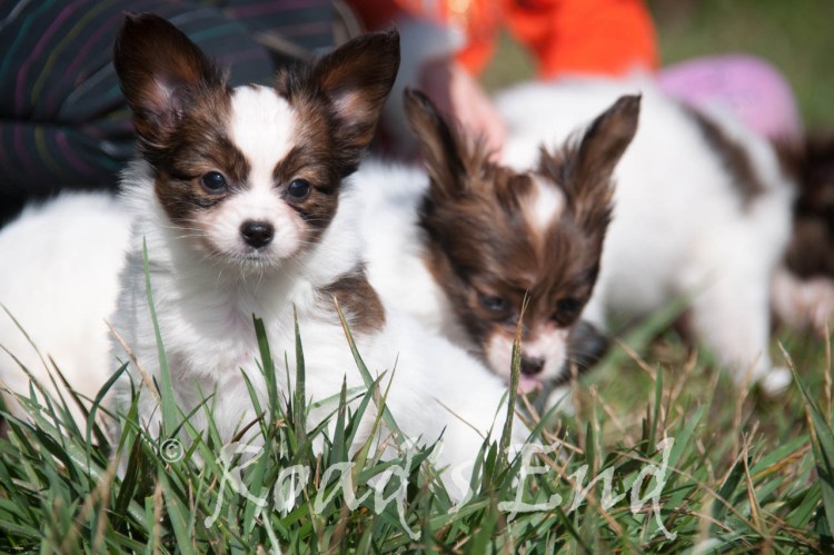 Папильон метис