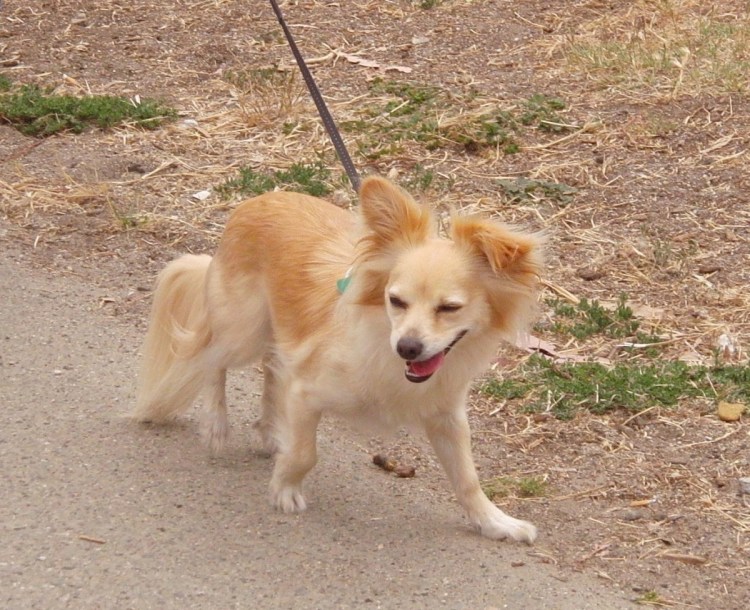 Щенки метисы корги