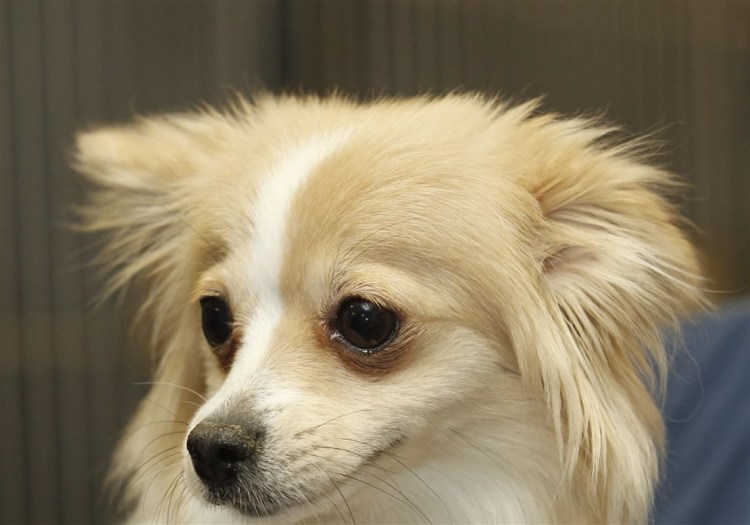 Померанский корги