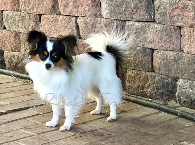 Метис папильона и шпица