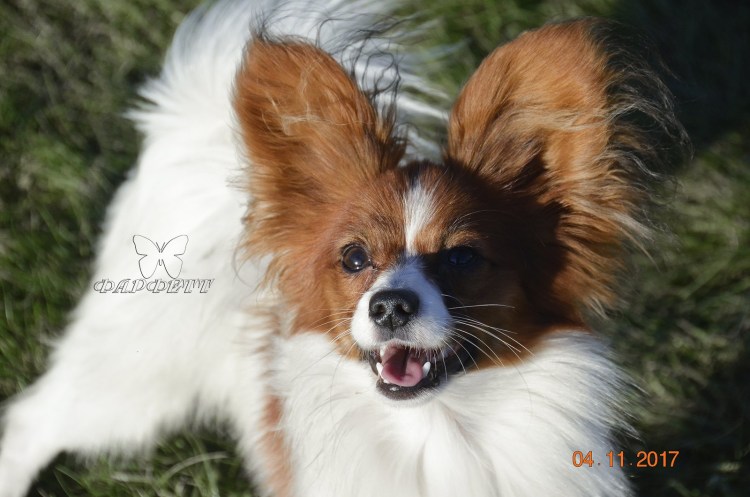 Папиллом метис шпица и папильона