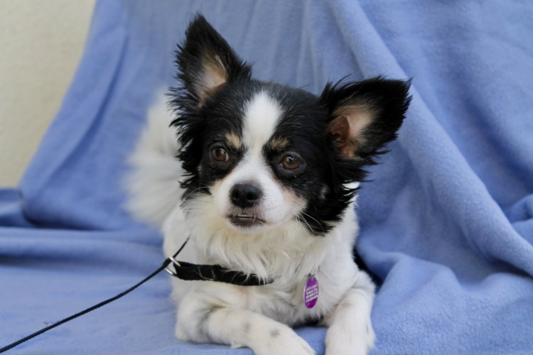 Бордер Папильон метис