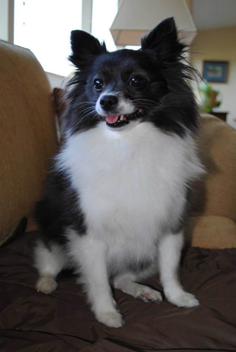 Папильон и золотистый ретривер