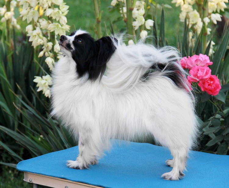 Светаник питомник папийонов