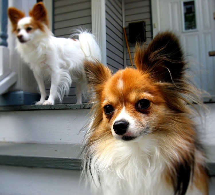 Корги и Папильон метис