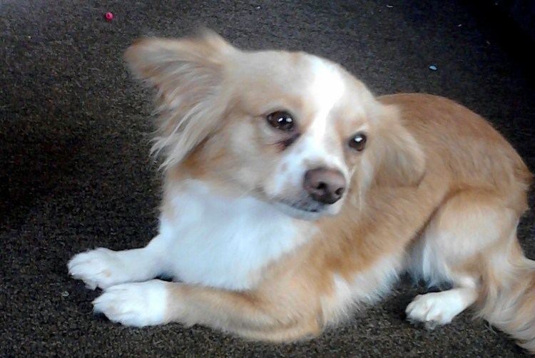 Метис чихуахуа и Папильон