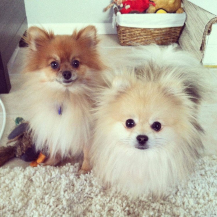 Папильон и шпиц