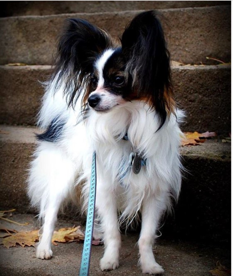 Папильон и шпиц