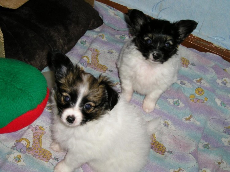 Папильон и шпиц