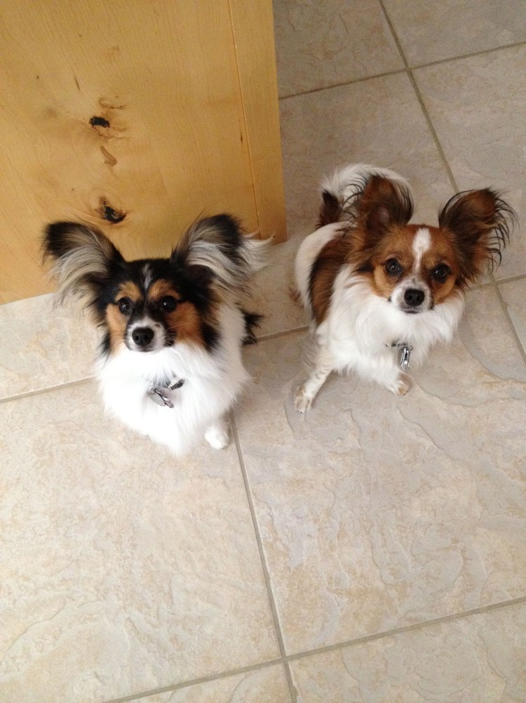 Папильон Йоркшир