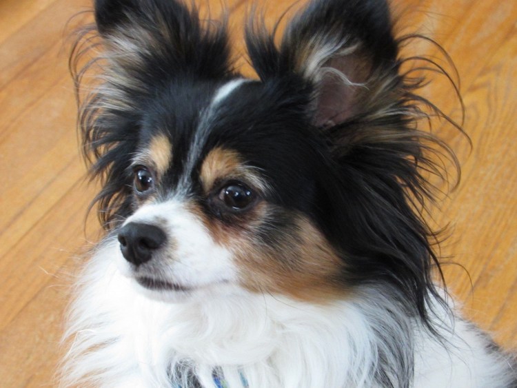 Метис чихуахуа и Папильон