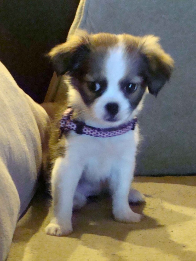 Вельш корги и Папильон