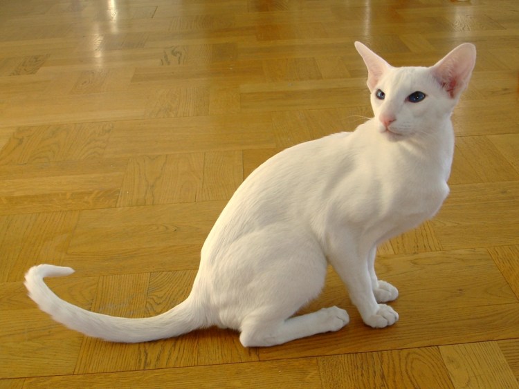 Абиссинская порода кошек Абиссинская