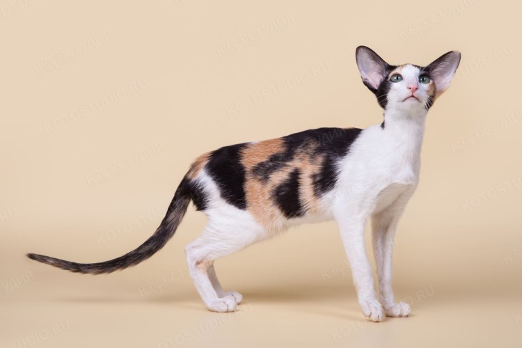 Абиссинская кошка