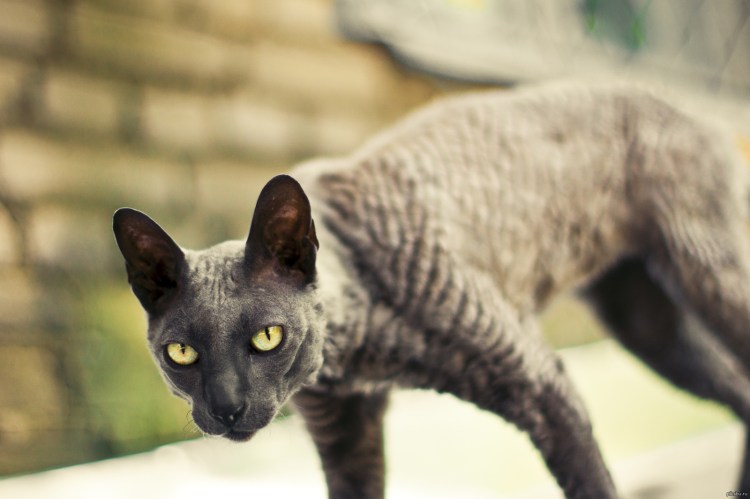 Худые ориентальные кошки