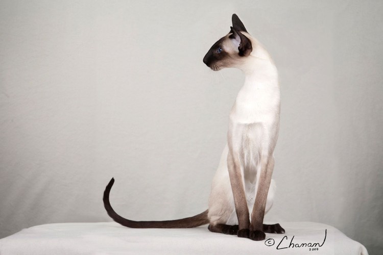 Порода Форин Вайт