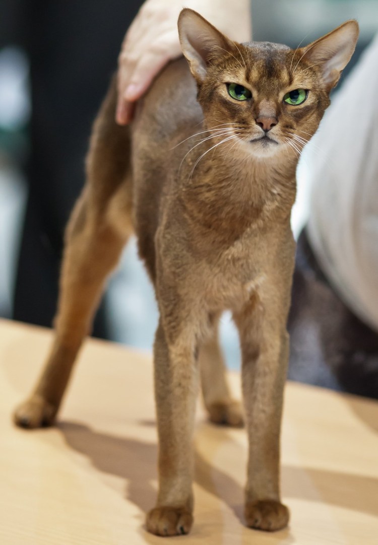 Ориентал Добби кошки