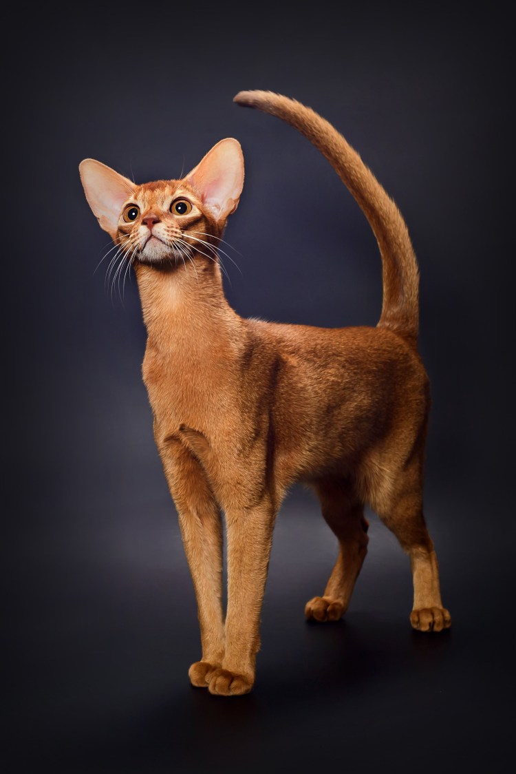 Абиссинская кошка