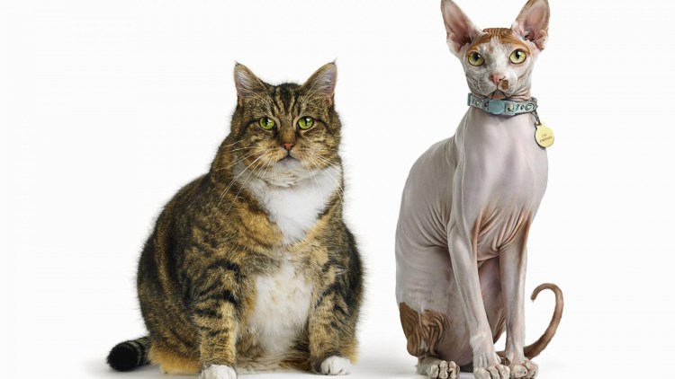 Голубой канадский сфинкс