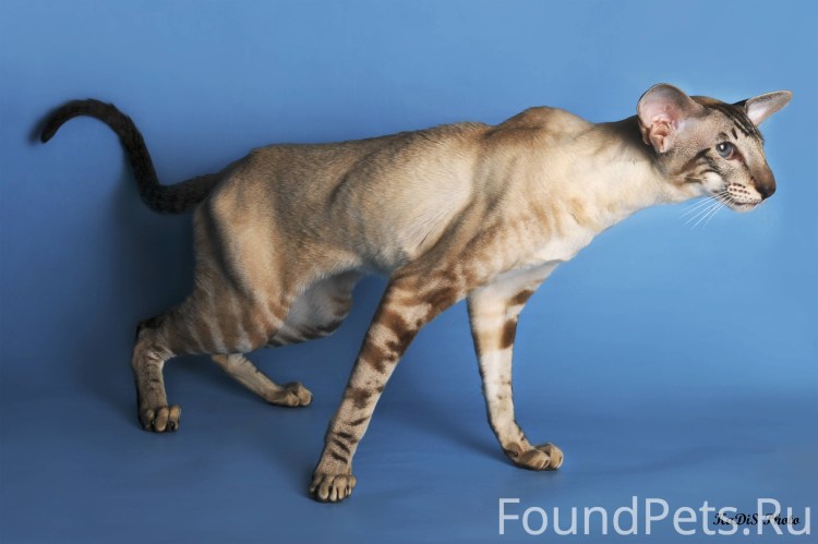 Лапы сфинкса