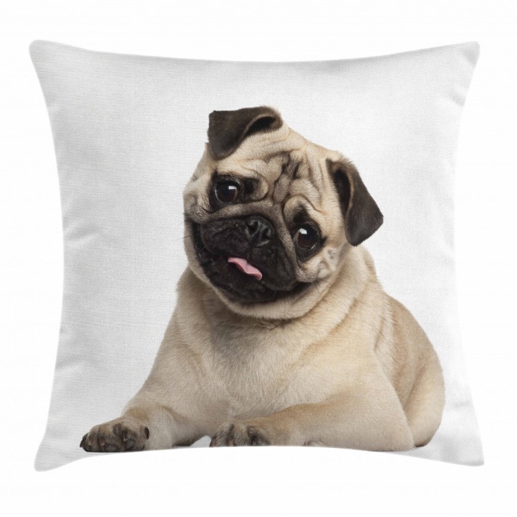 Мопс на прозрачном фоне