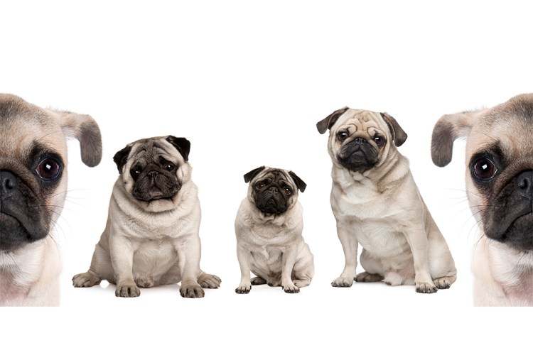 Смешная морда МОПСА