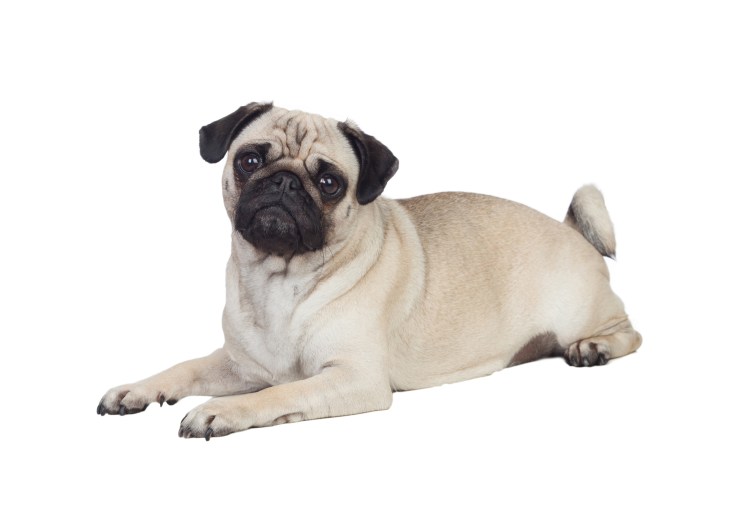 Мопс бульдог помесь545k mtjgwoyjw