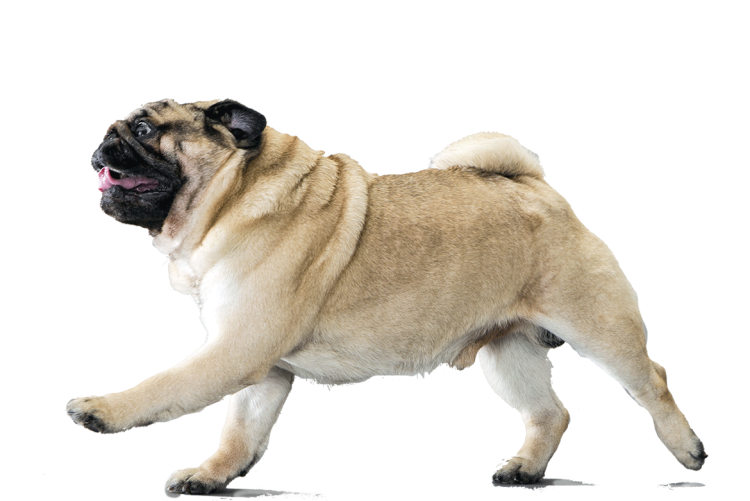 Мопс без фона