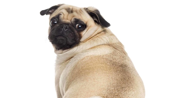 Мопс на белом фоне