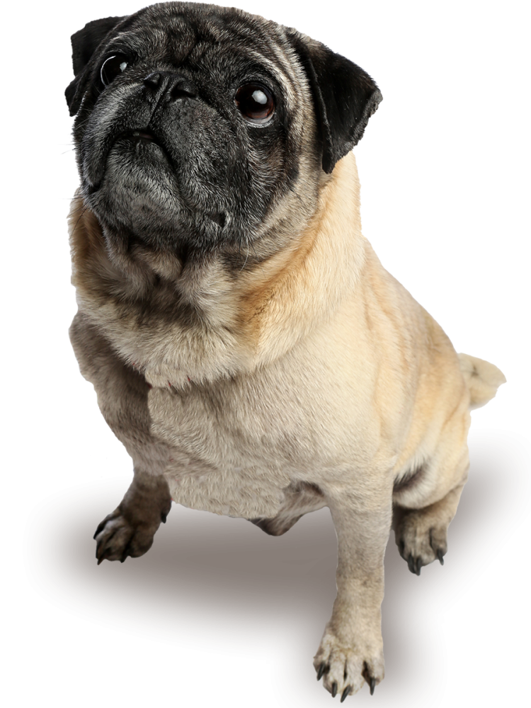 Мопс без фона