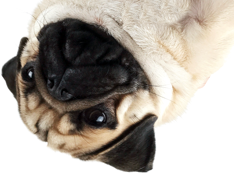 Милые мопсики