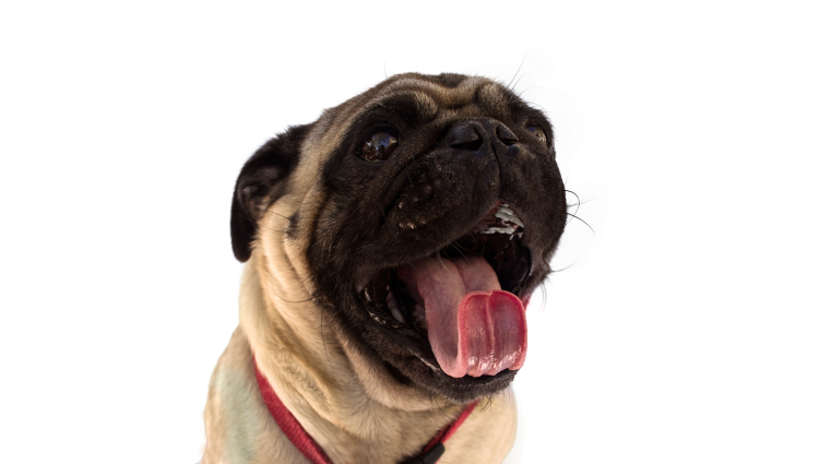 Мультяшные мопсы