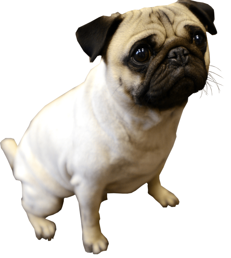 Мопс без фона