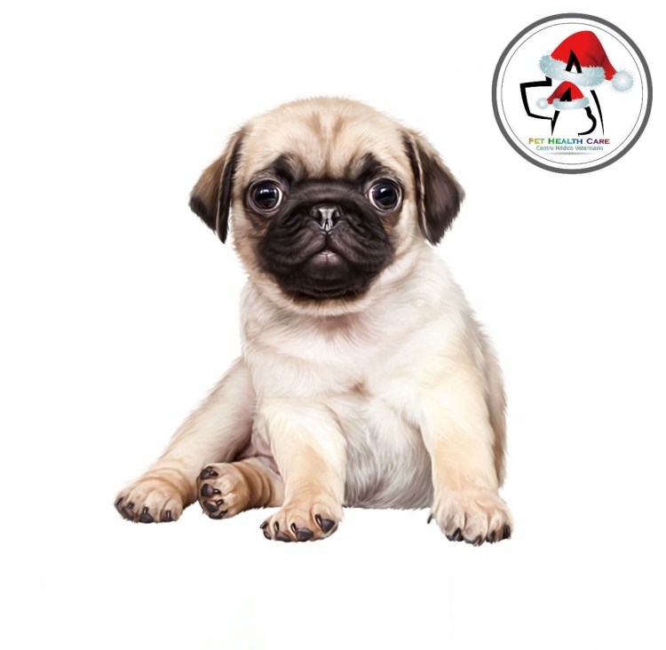 Мопс без фона