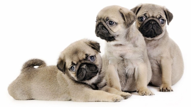 Мопс на белом фоне