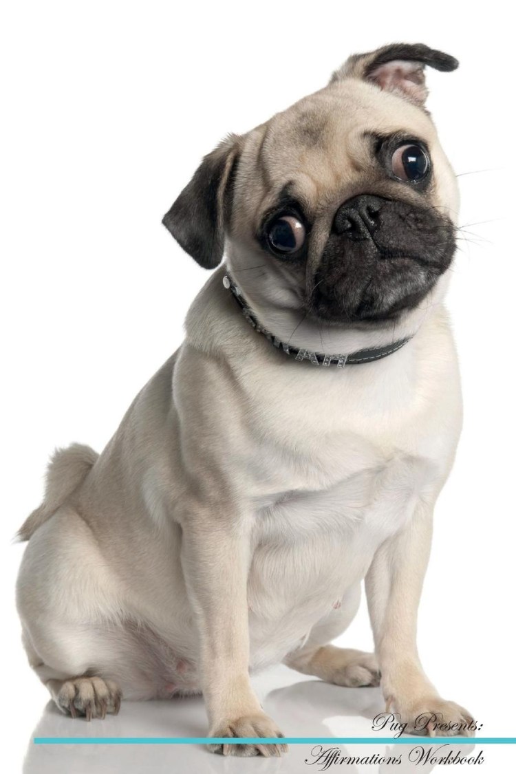 Мопс Флексер