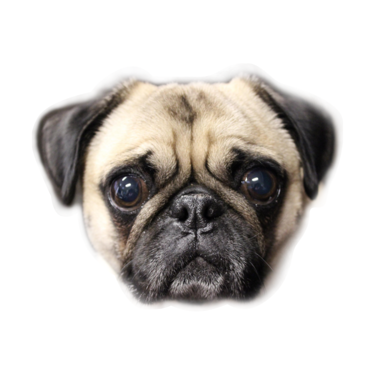 Грустная собака