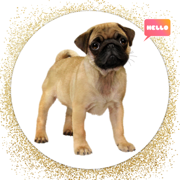 Мопс смешной без фона