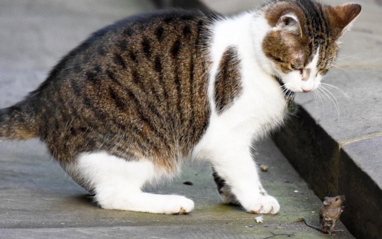 Кошка ловит мышь