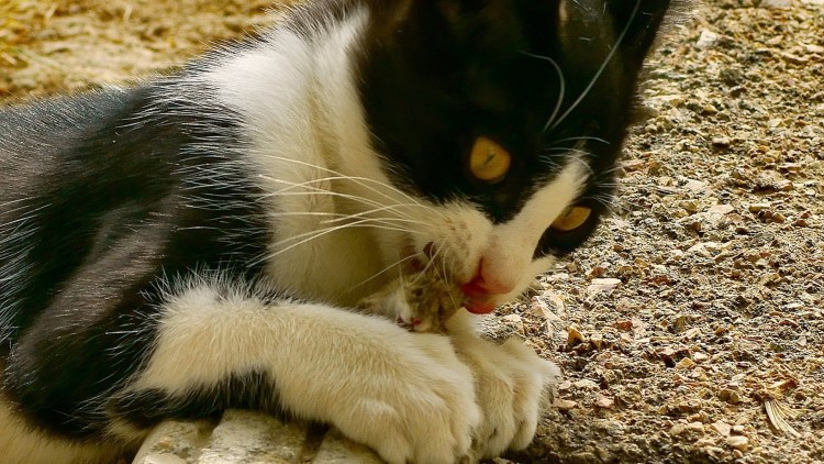 Кот с мышью в зубах