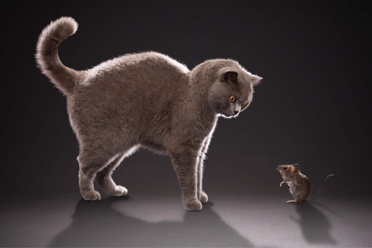 Кошка гонится за мышкой