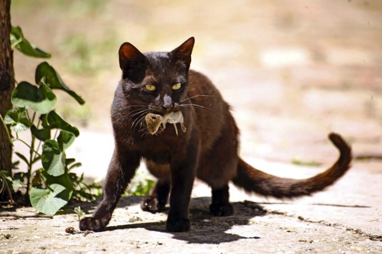 Коты ловят мышей