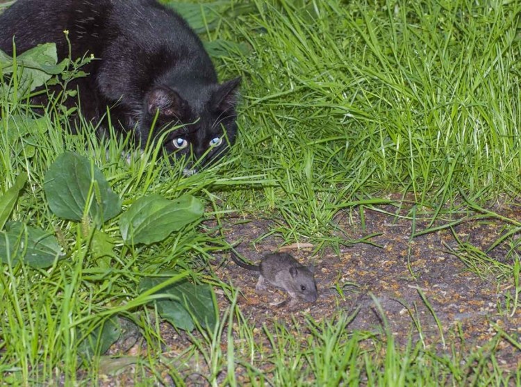 Котенок с мышкой