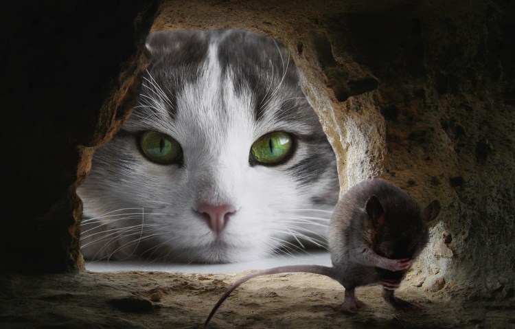 Кошка охотится на мышь