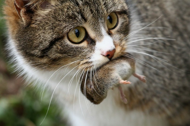 Кот охотится на мышь