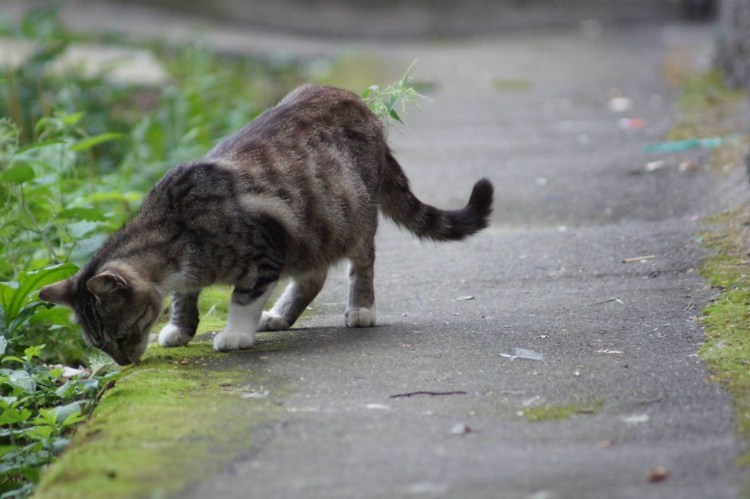 Кошка за мышкой