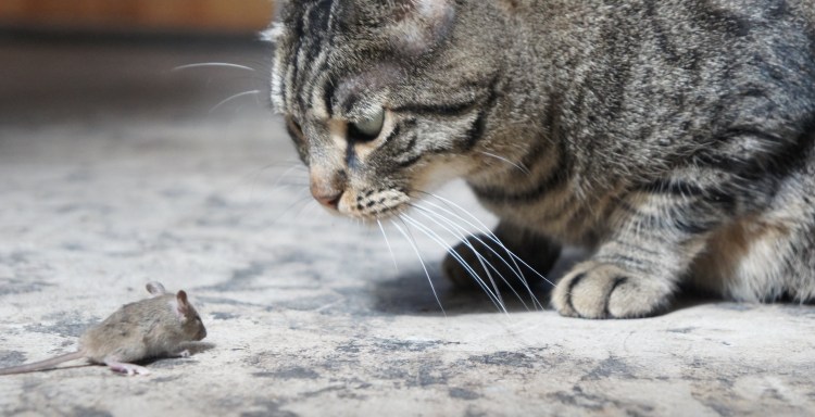 Кошка на охоте