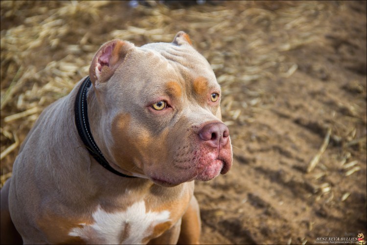 Американский булли лиловый