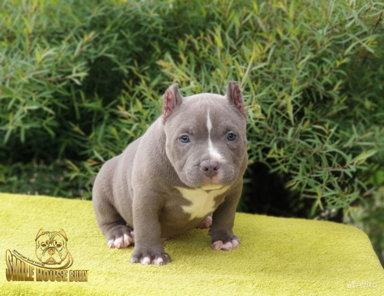 Американский булли голубой окрас щенок